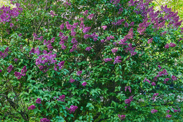 Spring lilac bush, freshness and pleasantness