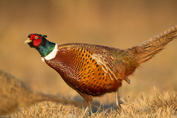 Bird - Common pheasant Phasianus colchius Ring-necked pheasant in natural habitat wildlife Poland Europe