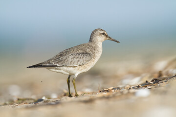Shorebird - juvenile Calidris canutus, Red Knot on the Baltic Sea shore, migratory bird Poland Europe