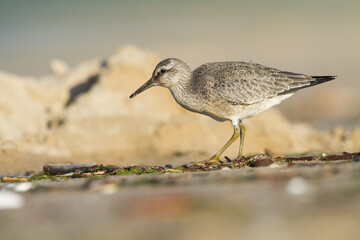 Shorebird - juvenile Calidris canutus, Red Knot on the Baltic Sea shore, migratory bird Poland Europe
