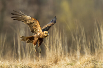 Flying Birds of prey Marsh harrier Circus aeruginosus, hunting time Poland Europe
