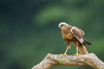 Fototapeta premium Flying Birds of prey Marsh harrier Circus aeruginosus, hunting time Poland Europe