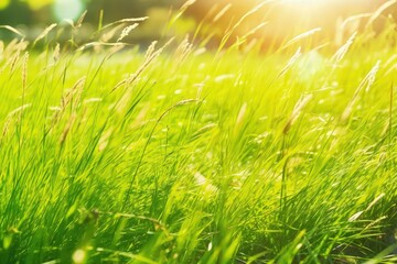 eco friendly realistic and fresh green grass field photography