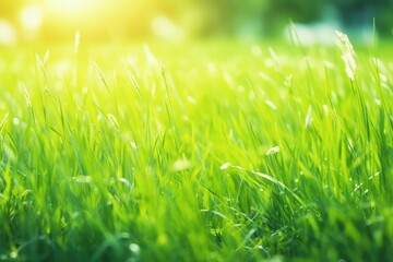 Obraz premium realistic green grass farm field a nature's carpet