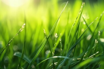 natural and herbal green grass farm field with sunlight effect