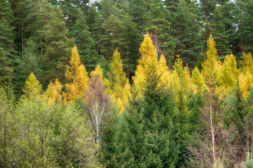 landscape old primeval forest Knyszynska Forest, east north part Poland Europe autumn time