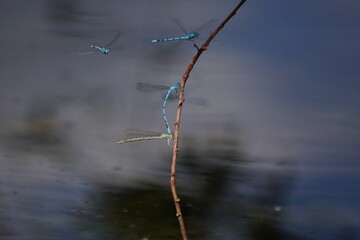 libellule