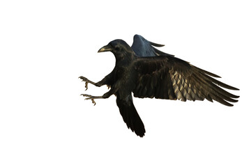 Birds flying raven isolated on white background Corvus corax. Halloween, silhouette of a large black bird in flight cut out on a white background for use in graphic arts