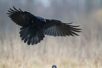 Bird beautiful raven Corvus corax North Poland Europe