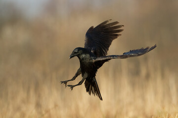Bird beautiful raven Corvus corax North Poland Europe
