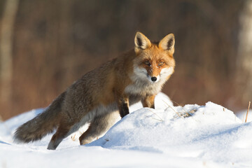 Fox Vulpes vulpes in natural scenery, Poland Europe, animal walking among meadow