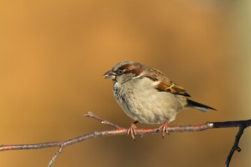 Fototapeta premium Bird - House sparrow Passer domesticus sitting on the branch