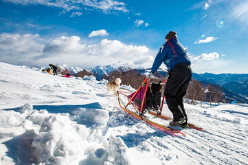 Sled dog scene in the Italian alps - 670957563