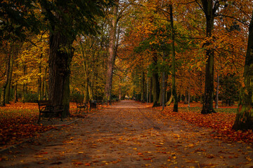 Autumn trees in the park 