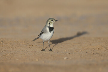 Migrating white wagtail (Motacilla alba) in winter plumage captured close up on the ground searching for food