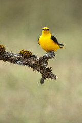 Golden oriole male on a spring day with clouds and clearings in a riverside forest with the first morning lights