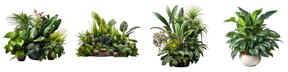 Indoor plants  Hyperrealistic Highly Detailed Isolated On Transparent Background Png File