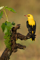 Golden oriole male on a spring day with clouds and clearings in a riverside forest with the first...