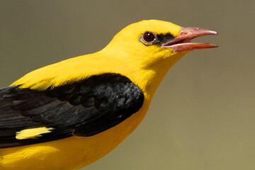 Golden oriole male on a spring day with clouds and clearings in a riverside forest with the last lights of the afternoon