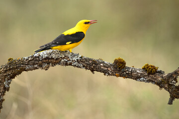 Golden oriole male on a spring day with clouds and clearings in a riverside forest with the last lights of the afternoon