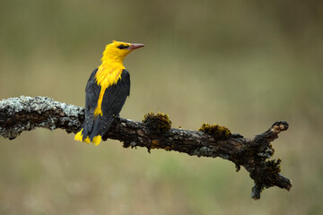 Golden oriole male on a spring day with clouds and clearings in a riverside forest with the last lights of the afternoon