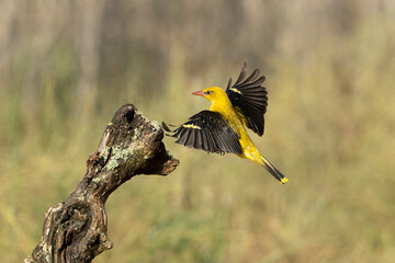 Golden oriole in the last light of a rainy spring afternoon