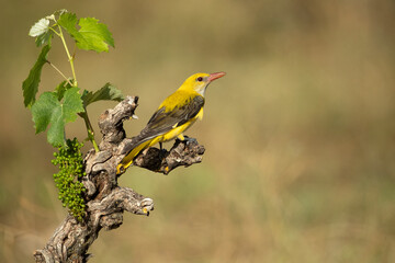 Golden oriole female in the last light of a rainy spring afternoon in a riverside forest.