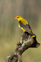 Golden oriole female in the last light of a rainy spring afternoon in a riverside forest.