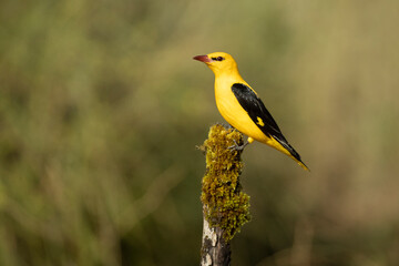 Golden oriole male in one of his favorite perches in his breeding territory with the last light of a day with clear spring clouds