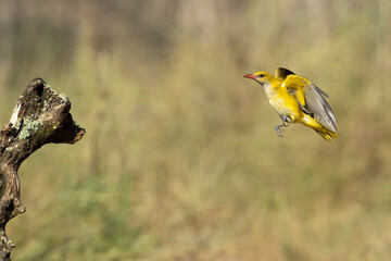 Golden oriole female in flight on a rainy spring afternoon in a riverside forest with the last...