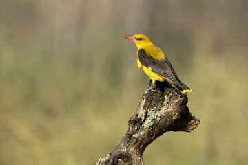 Golden oriole female on a cloudy spring day in a riverside forest at first light