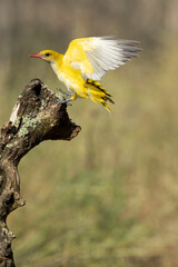 Golden oriole in the last light of a rainy spring afternoon