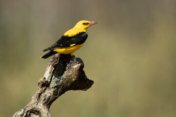 Male Golden oriole in the last light of a rainy spring afternoon in a riverside forest