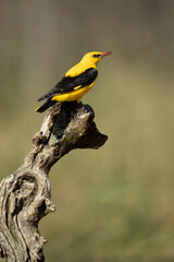 Golden oriole male in one of his favorite perches in his breeding territory with the last light of a day with clear spring clouds