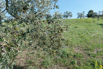Mediterranean olive tree with ripe olives in the tuscan countryside . Livorno, Tuscany Italy