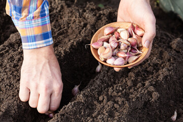 cloves of garlic in the hand of a farmer on the background of soil, planting garlic