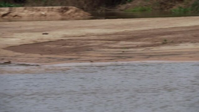 Jaguar hunting a Caiman at the river banks of the Transpantaneira gravel road towards Porto Jofre through the Pantanal, the biggest swamp area of the world in Brazil