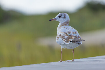 Seagull