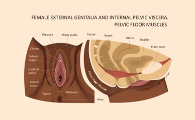 Female external genitalia and internal pelvic viscera. Pelvic Floor Muscles - obrazy, fototapety, plakaty