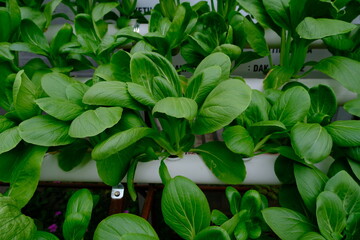 Mustard greens cultivated hydroponically grow well.