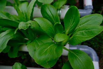 Mustard greens cultivated hydroponically grow well.