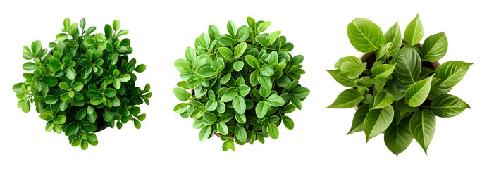Fototapeta premium Top View Green Foliage Variety