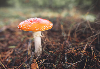 a beautiful red spotted amanita mushroom grows in the autumn forest.