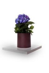Beautiful ceramic potted hortensia plant with purple flowers isolated on white
