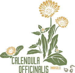 English marigold, Pot marigold herb in color vector silhouette. Medicinal Calendula officinalis plant. Set of Calendula flower,  seeds in color image for pharmaceuticals. Medicinal herbs color drawing