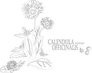 Pot marigold, English marigold vector contour. Calendula officinalis plant outline. Set of Calendula seeds, flowers, leafs in Line for pharmaceuticals. Contour drawing of medicinal herbs