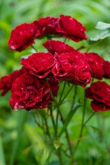 beautiful red rose with water droplets after rain grows in the garden