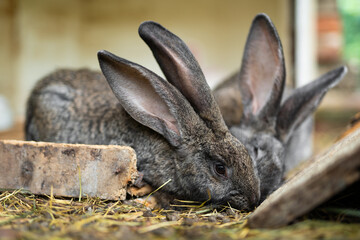 a beautiful grey domestic rabbit is grazing and walking in the enclosure outdoors