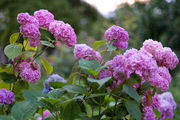 Fototapeta premium beautiful pink hydrangea flowers in the garden
