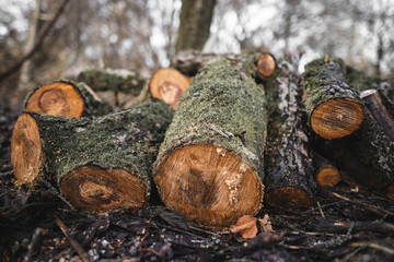 many cut trees in the forest for firewood